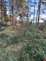 Фотофакт: Сосны продолжают спиливать в Корытовском лесопарке