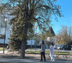 Можно ли парковаться у входа в библиотеку Василёва, объяснили псковичам
