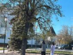 Можно ли парковаться у входа в библиотеку Василёва, объяснили псковичам