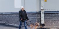 Можно ли избаловать собаку, рассказали кинологи - Pln-Pskov.Ru