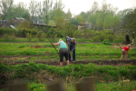 В результате заморозков пострадало 12% посевов сахарной свеклы