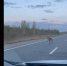 Лосенка заметили на объездной трассе Пскова. ВИДЕО - Pln-Pskov.Ru