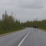 Лося заметили на объездной трассе в Пыталово. ВИДЕО - Pln-Pskov.Ru
