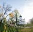Цветущий Псков. ФОТОРЕПОРТАЖ - Pln-Pskov.Ru