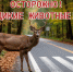 Осторожно: дикие животные на  дороге - МЧС Псковской области