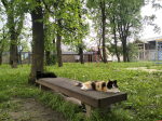«Постепенное обновление»: жители двора у Варлаамовской башни высадили тсуги