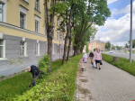 «Постепенное обновление»: жители двора у Варлаамовской башни высадили тсуги