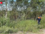 Автомобиль с погибшим водителем обнаружили в Псковском районе