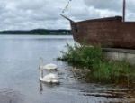 Пара лебедей вывела птенцов на водную прогулку в Себеже. Видео