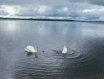 Пара лебедей вывела птенцов на водную прогулку в Себеже. Видео