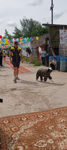Более 400 участников собрал псковский зоозащитный фестиваль «Коридор»