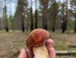 Осторожно, гады: лесной охранник попал в объектив псковского грибника