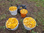 Лисички атакуют