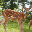 Фото: ПАИ - InformPskov.Ru