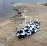 Фото здесь и далее: ПАИ - InformPskov.Ru