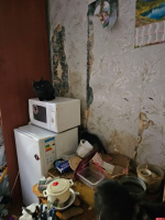 Новый «котопритон» на улице Юбилейной обнаружили псковские волонтеры