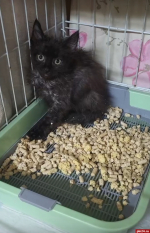 Новый «котопритон» на улице Юбилейной обнаружили псковские волонтеры