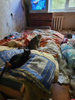 Новый «котопритон» на улице Юбилейной обнаружили псковские волонтеры