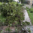 Поваленные деревья - InformPskov.Ru