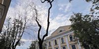 Борис Елкин рассказал о причинах вырубки деревьев на улицах города - Комсомольская правда