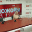 «Хайпожоры»: Атаки дронов, обновление Telegram и внедрение Maх. ВИДЕО - Pln-Pskov.Ru
