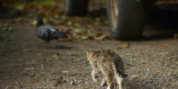 Фото: ПАИ - InformPskov.Ru