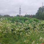 В Псковской области увеличилась площадь зарастания борщевиком Сосновского