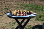 День картофельного поля отмечают в Псковской области. ФОТО