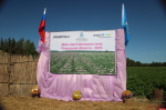 День картофельного поля отмечают в Псковской области. ФОТО