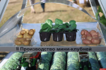 День картофельного поля Псковской области. ФОТОРЕПОРТАЖ 