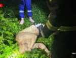 Мужчина упал с железнодорожного моста в Острове