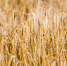 Фото: ПАИ - InformPskov.Ru