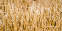 Фото: ПАИ - InformPskov.Ru