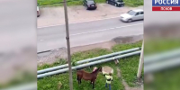В качестве домашнего питомца - лошадь. Действительно ли жители Писковичей завели коня в квартире? - ГТРК Псков