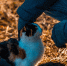 Фото: ПАИ - InformPskov.Ru