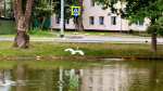 Белая цапля поселилась в Печорах