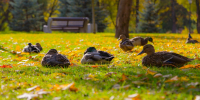 Фото: ПАИ - InformPskov.Ru