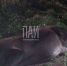 Фото: ПАИ - InformPskov.Ru