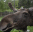 Фото: ПАИ - InformPskov.Ru