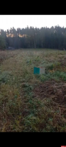 Медведи терроризируют жителей Куньинского района