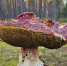 Псковский богатырь - InformPskov.Ru