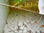 Наталья Федорова ознакомилась с работой предприятия «Племрепродуктор Назия»