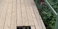 Скриншот видео из телеграм-канала Luki-News - InformPskov.Ru