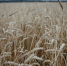Фото: ПАИ - InformPskov.Ru