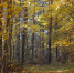Фото: ПАИ - InformPskov.Ru