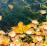 Фото: ПАИ - InformPskov.Ru