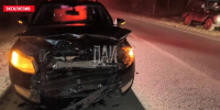 Медведь погиб в результате ДТП в Гдовском районе - Псковская правда