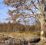 Фото предоставили читатели ПАИ - InformPskov.Ru