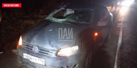 На трассе Р23 в Псковском районе Volkswagen Polo столкнулся с лосем - Комсомольская правда