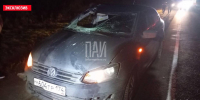 Лось погиб после столкновения с автомобилем в Псковском районе - InformPskov.Ru